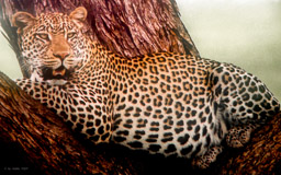 Schummelbild-Leopard