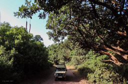 Leberwurstbaum  (Kigelia africana)