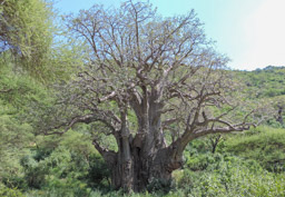 Baobab,  Afrikanischer Affenbrotbaum  (Adansonia digitata)