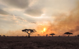 Sunset in der Serengeti