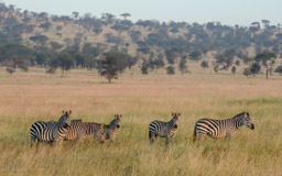 Zebras im Morgenlicht