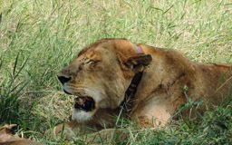 Löwin mit Schmuck - Halsband
