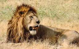 Löwe  (Panthera leo)  Lebensdauer bis 30 Jahre,  meistens nur 13 - 15 J.