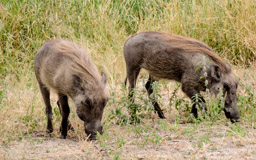 Warzenschweine  (Phacochoerus africanus)