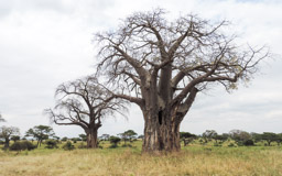 Baobab,  Afrikanischer Affenbrotbaum  (Adansonia digitata)