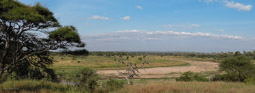 Panorama  am Tarangire River