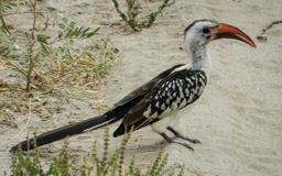 Toko  (Tockus) Gattung: Nashornvogel