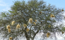 Baum, Büffelweber-Nester und  Habicht