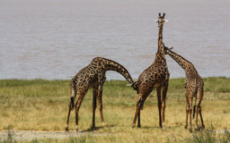 Giraffen werden  25 Jahre, in Gefangenschaft 35 Jahre alt