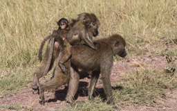Lake Manyara NP   Monkey Tracking