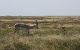 Grant-Gazelle  (Nanger granti)) und  Thomson-Gazelle  (Eudorcas thomsonii)
