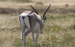 Grant-Gazelle  (Nanger granti)