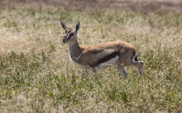Thomson-Gazelle  (Eudorcas thomsonii)