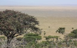 Serengeti-Nationalpark,  14.763 Quadrat km  groß