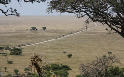 Serengeti,  (Weltnaturerbe seit 1979).