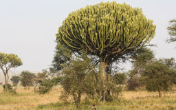 Candelabra Euphorbia