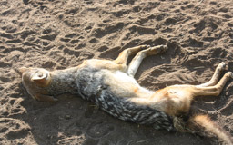 sterbender  Schabrackenschakal  (Canis mesomelas)