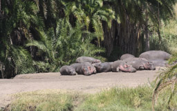Flusspferde  (Hippopotamidae)