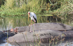 Nimmersatt - Storch  (Mycteria ibis) auf Hippo