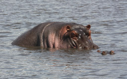 Flusspferd  (Hippopotamus amphibius) beim Sex