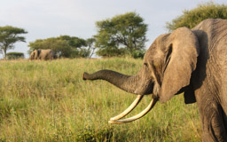 Afrikanischer  Elefant  (Loxodonta africana)