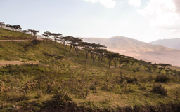Ngorongoro ist ein Einbruchkrater, die Seitenwände sind zwischen 400 und 600  m hoch